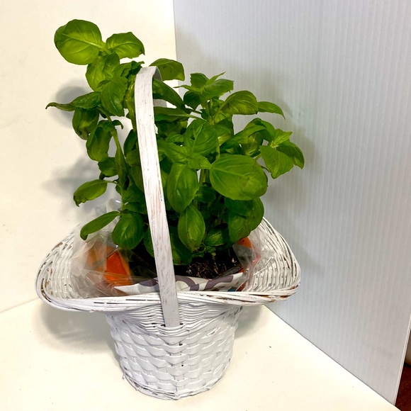 PRINCESS Farmhouse Wicker Woven Basket Flower Plant Pot Centerpiece White - Picture 5 of 9